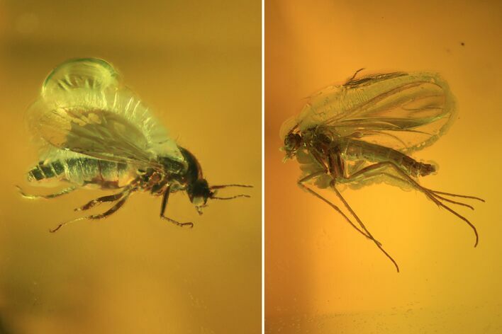 Two Fossil Flies (Diptera) In Baltic Amber #72181